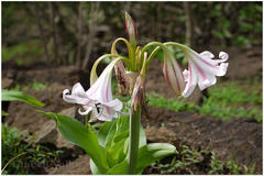 Crinum latifolium